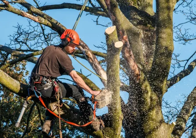 Affordable Tree Pruning Service Converse TX