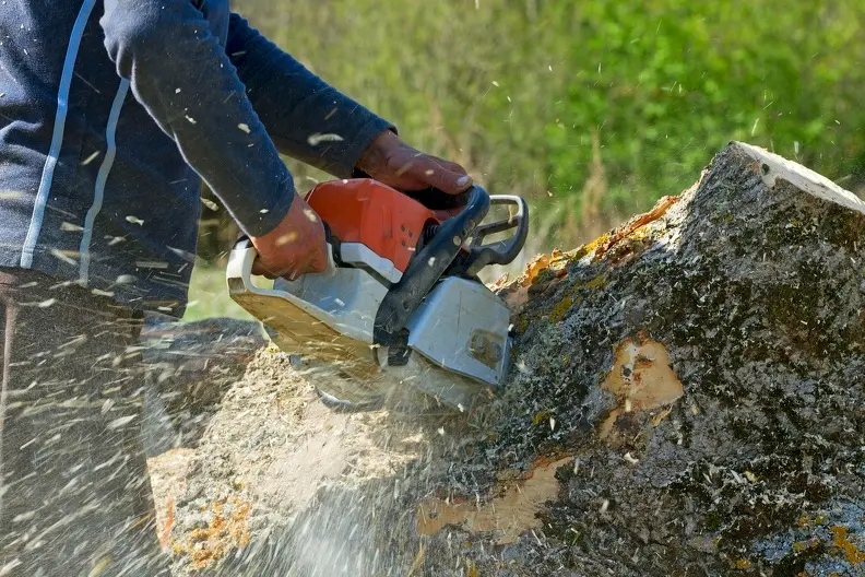 Expert Tree Pruning Service Converse TX