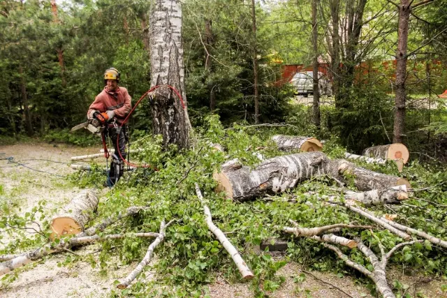 How To Prune Apple Trees Converse TX