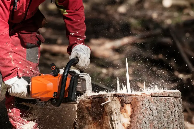 How To Prune Apple Trees in Converse TX
