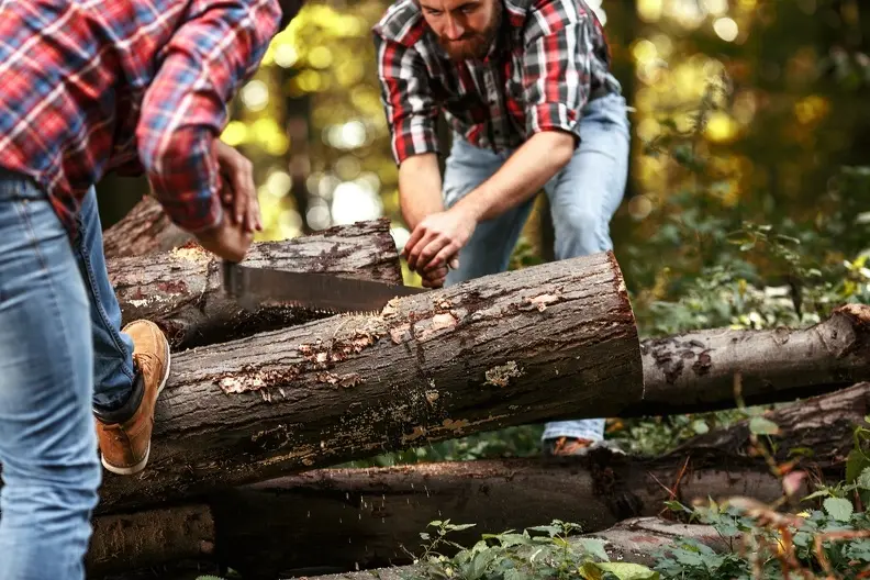 Premium Tree Pruning Service Converse TX