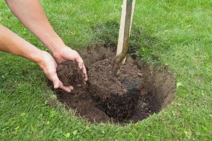 Quality Tree Planting Services Converse TX