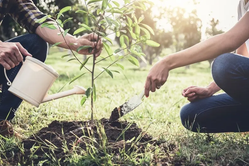 Reliable Tree Planting Services Converse TX