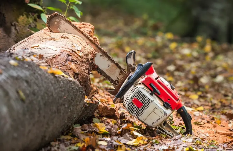 What Is Tree Pruning Converse TX